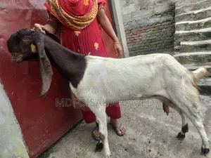 তোতা ছাগোল