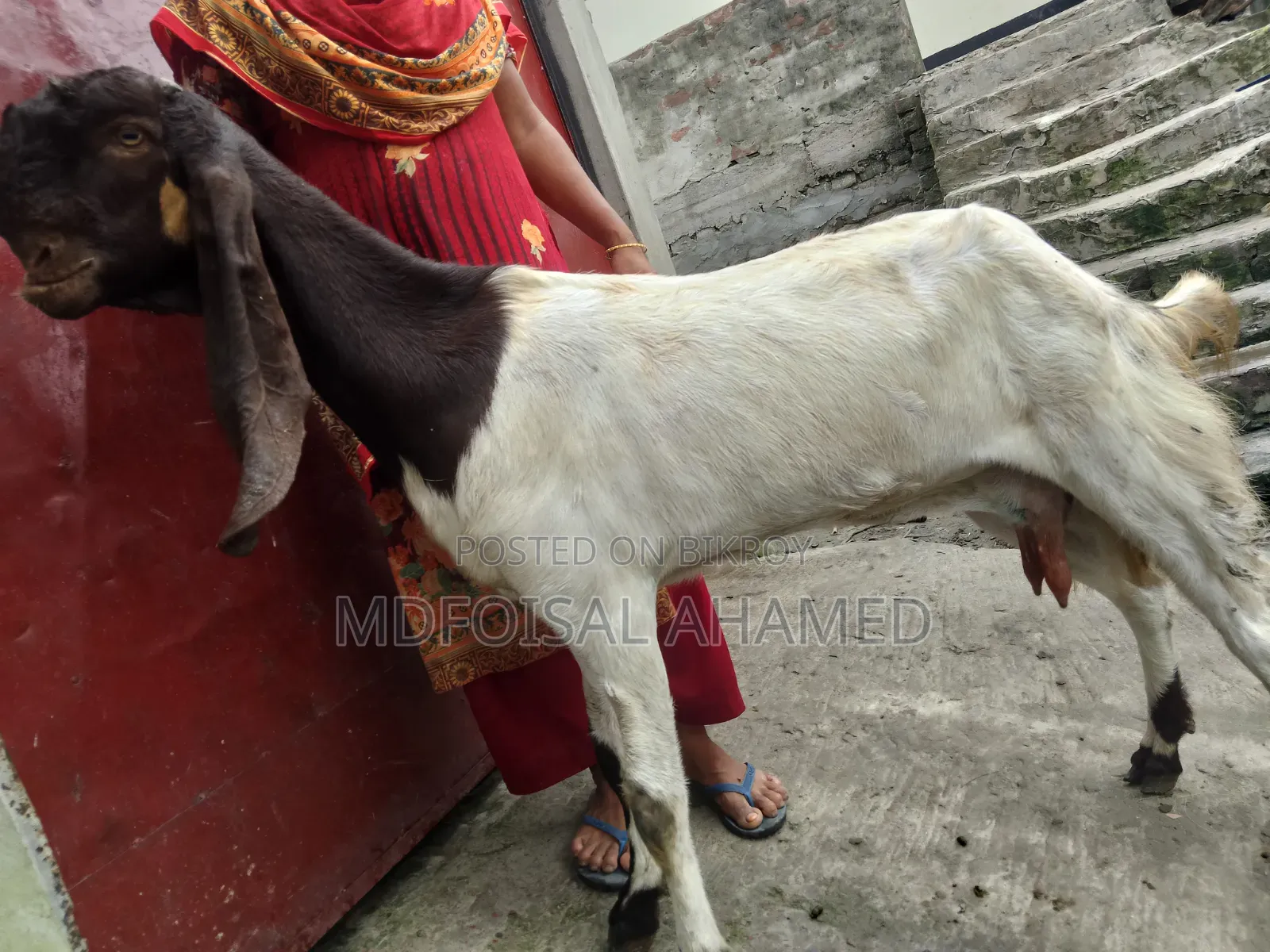তোতা ছাগোল