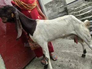 তোতা ছাগোল