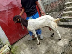 তোতা ছাগোল