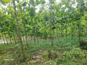 100 decimal land with teak garden for sale