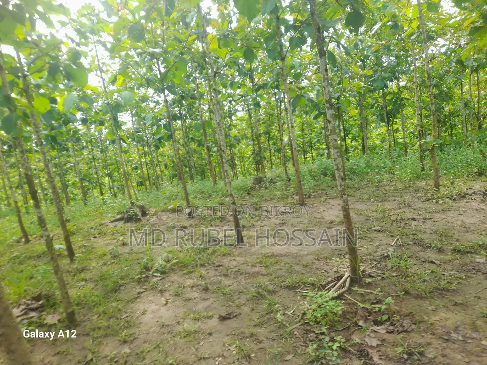 সেকোন বাগান সহ ১০০ শতক জায়গা বিক্রি করা হবে