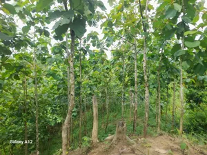 সেকোন বাগান সহ ১০০ শতক জায়গা বিক্রি করা হবে