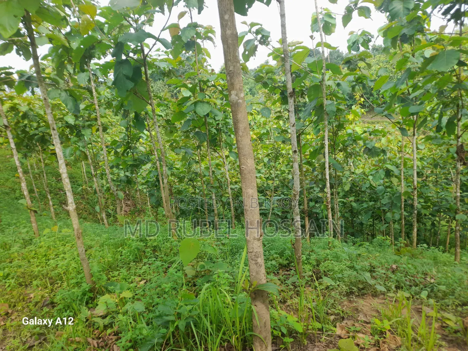 সেকোন বাগান সহ ১০০ শতক জায়গা বিক্রি করা হবে