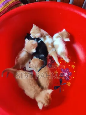 0-1 Month Female Mixed Breed Cat
