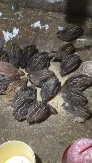 বিগ সাইজ জাপানিজ কোয়েল পাখি