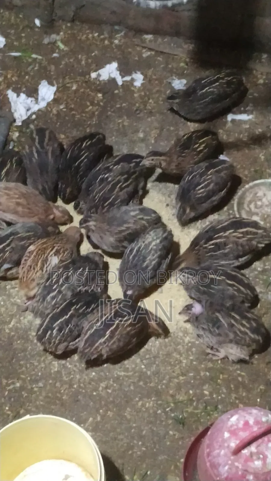 বিগ সাইজ জাপানিজ কোয়েল পাখি