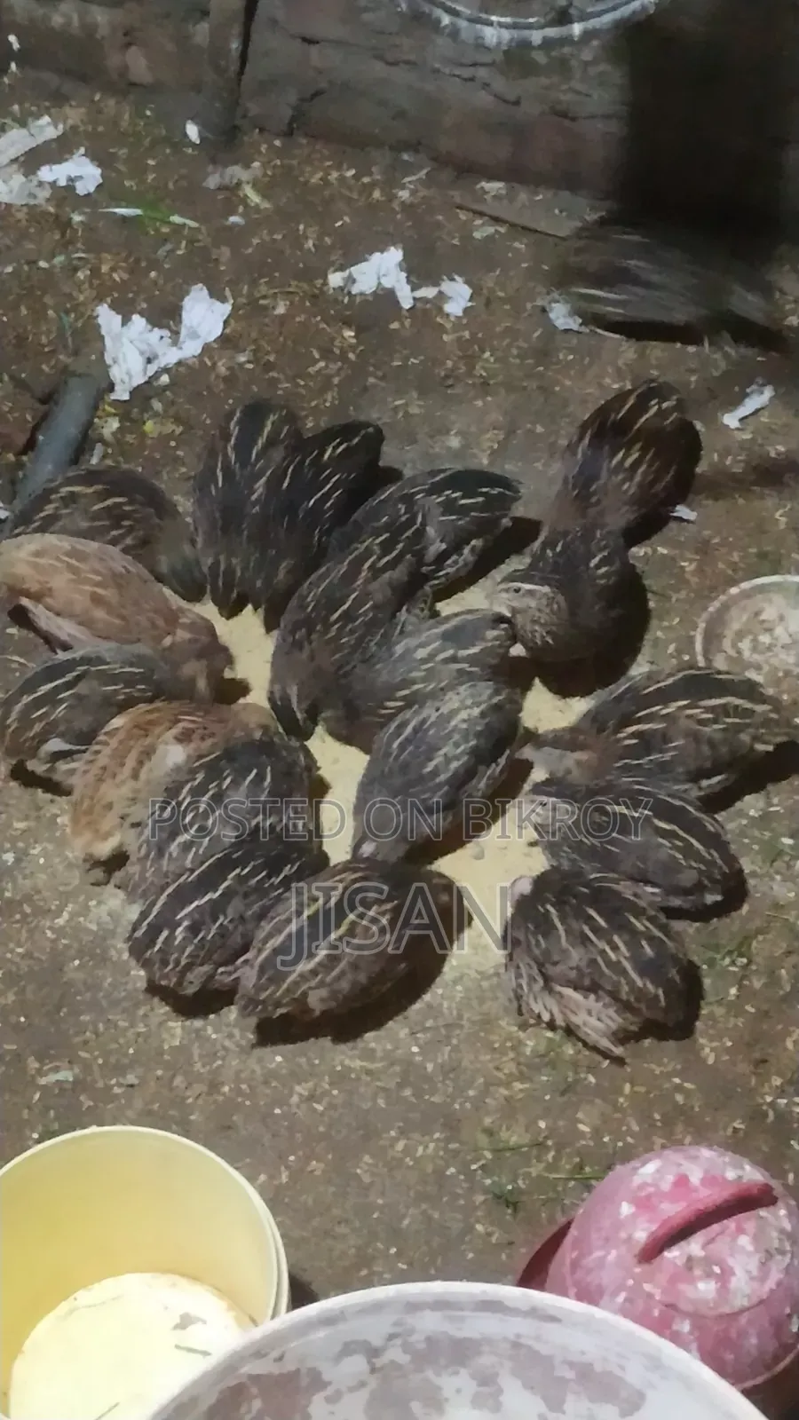 বিগ সাইজ জাপানিজ কোয়েল পাখি