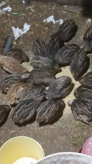 বিগ সাইজ জাপানিজ কোয়েল পাখি