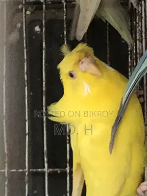 Jp Lutino Red Eye Female Sell Post
