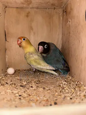 Running Master Pair Love Bird
