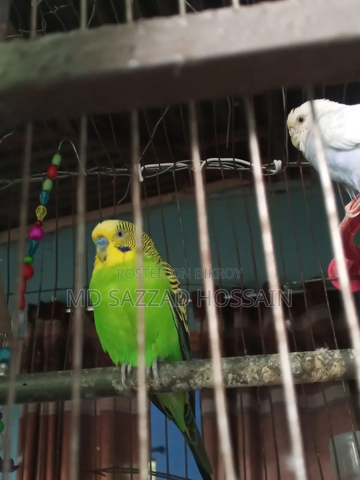 বাজিগর ১ জোড়া