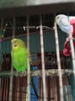 বাজিগর ১ জোড়া
