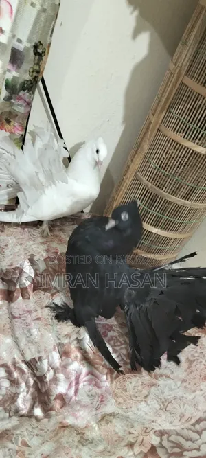 ময়ূর কবুতর সেল হবে