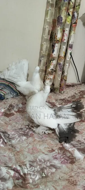 ময়ূর কবুতর সেল হবে