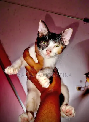 3-6 Months Female Mixed Breed Cat