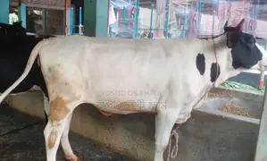 ১৩৫১ নং উন্নত জাতের বকনা।