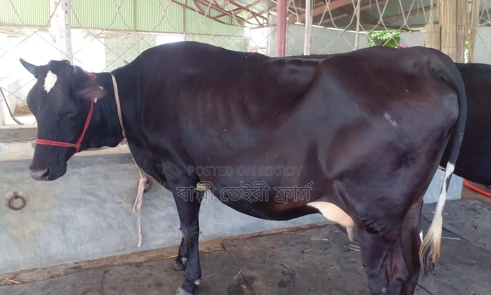 Cow No. 1352 for sale.