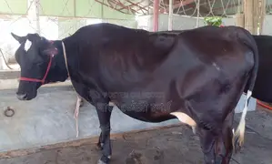 Cow No. 1352 for sale.