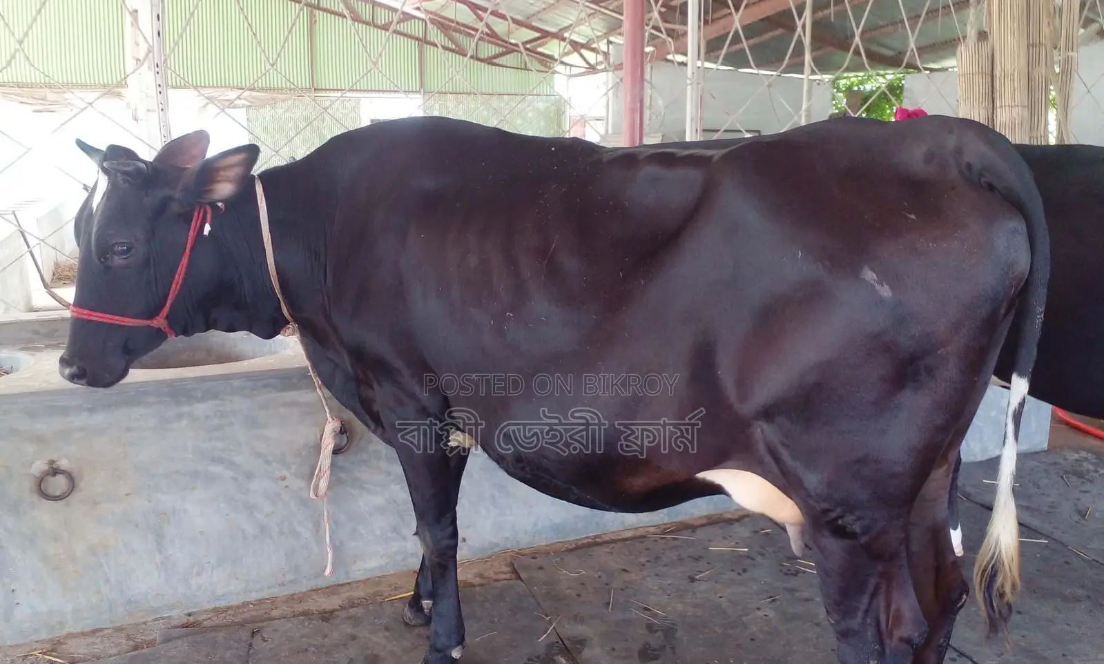 Cow No. 1352 for sale.