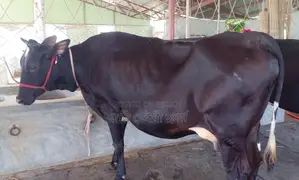 Cow No. 1352 for sale.