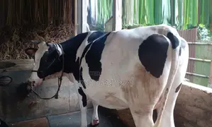 ১৩৫৩ নং ৯ মাসের গাভীন আছে গাভী বিক্রয় হবে ।