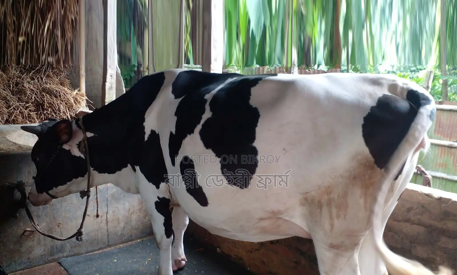 ১৩৫৩ নং ৯ মাসের গাভীন আছে গাভী বিক্রয় হবে ।