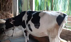 ১৩৫৩ নং ৯ মাসের গাভীন আছে গাভী বিক্রয় হবে ।