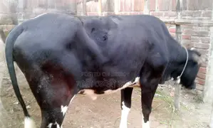 ১৩৫৪ নং রেডি বকনা বিক্রয় হবে ।
