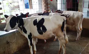 ১৩৫৫নং ৪ টি বকনা বাছুর বিক্রয় হবে অল্প দামে।
