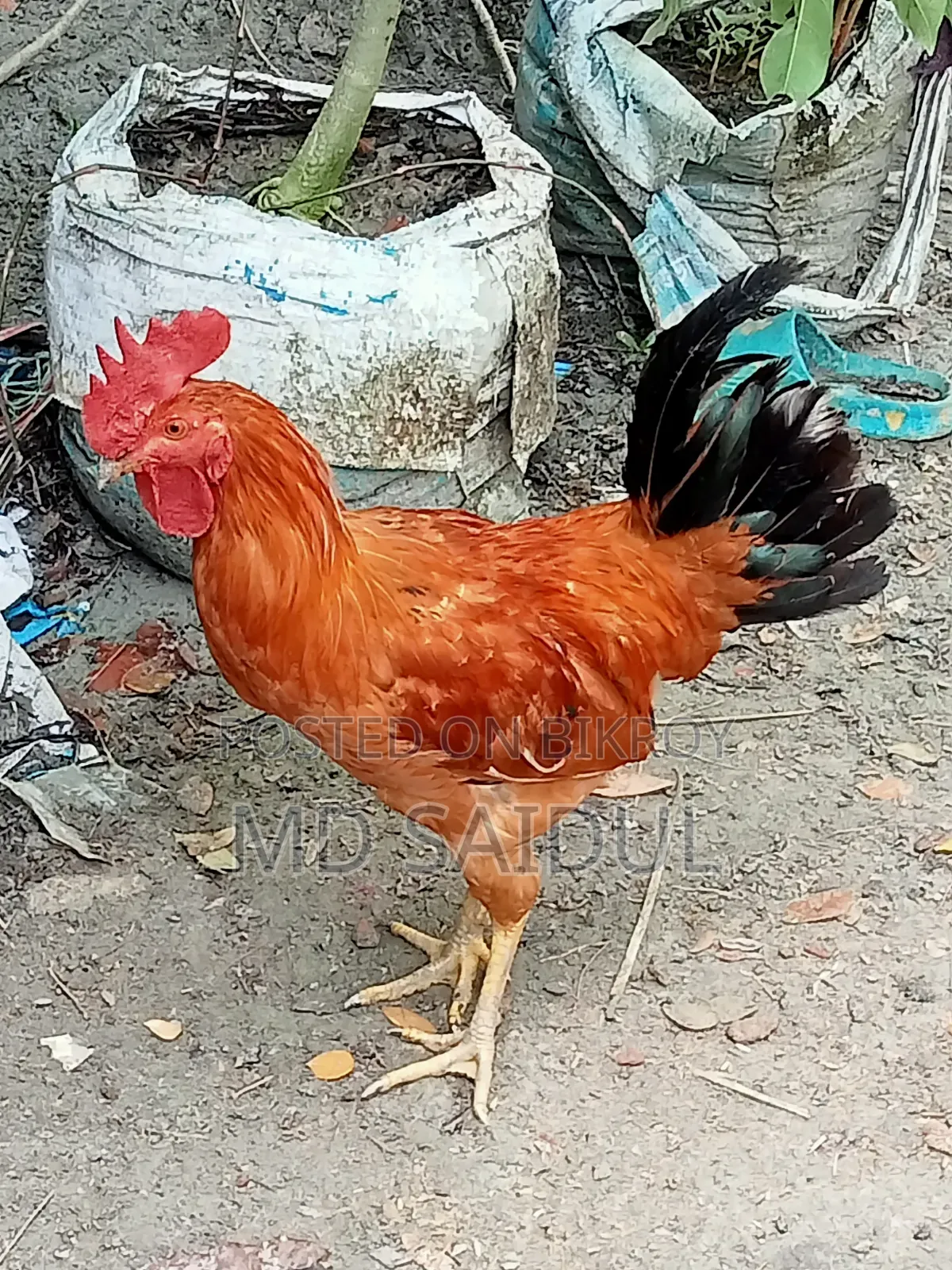 ২ টা দেশি মোরগ