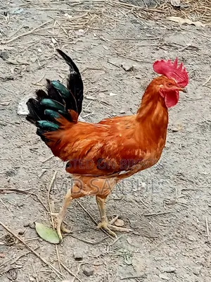 ২ টা দেশি মোরগ