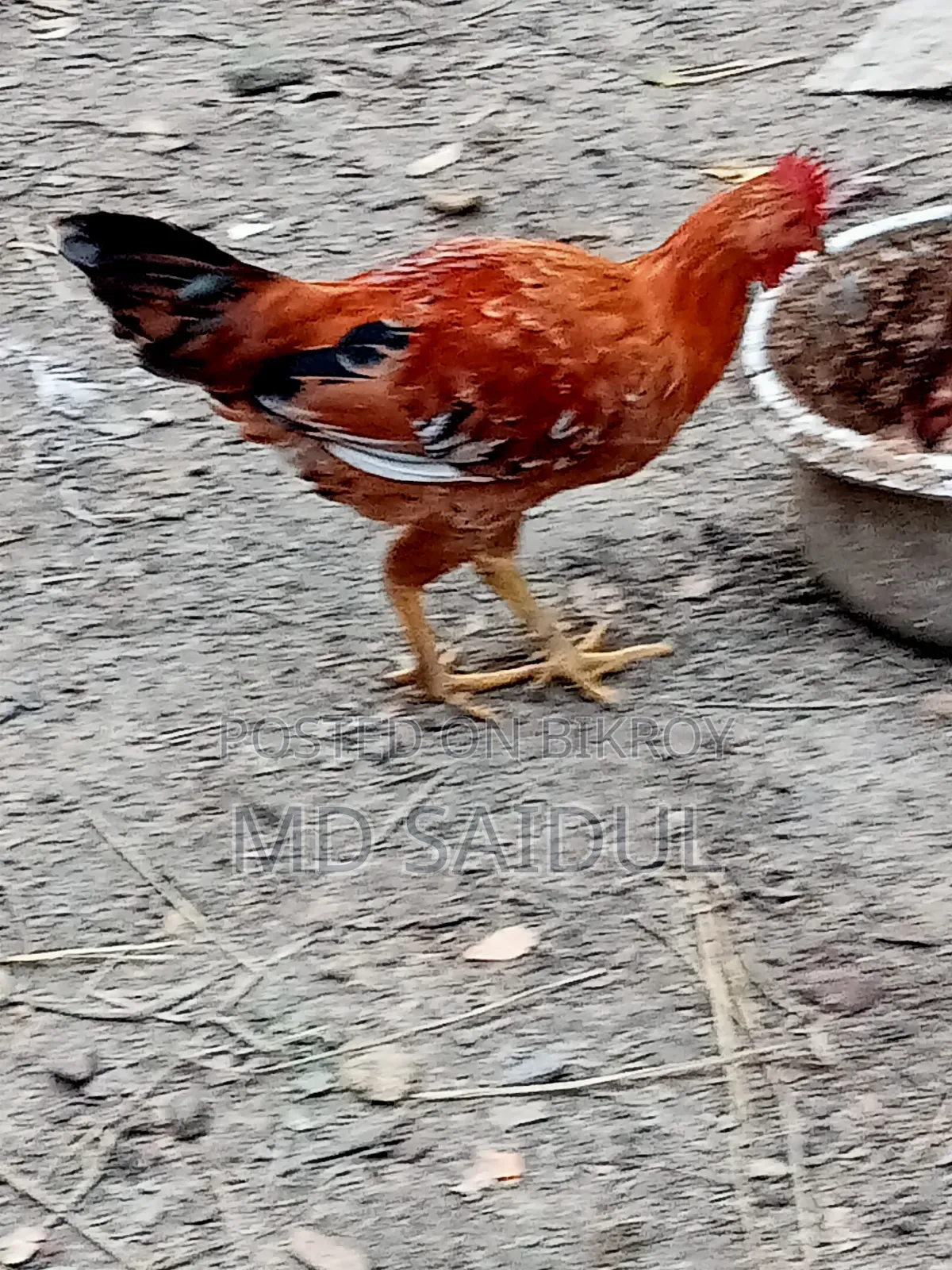 ২ টা দেশি মোরগ