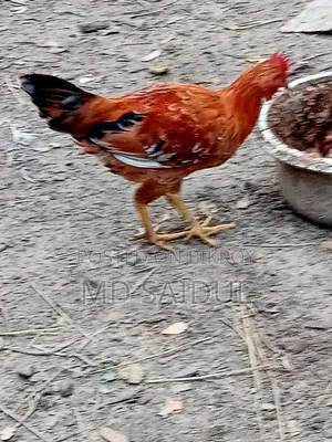 ২ টা দেশি মোরগ