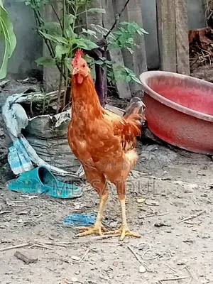২ টা দেশি মোরগ