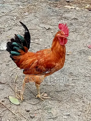 ২ টা দেশি মোরগ
