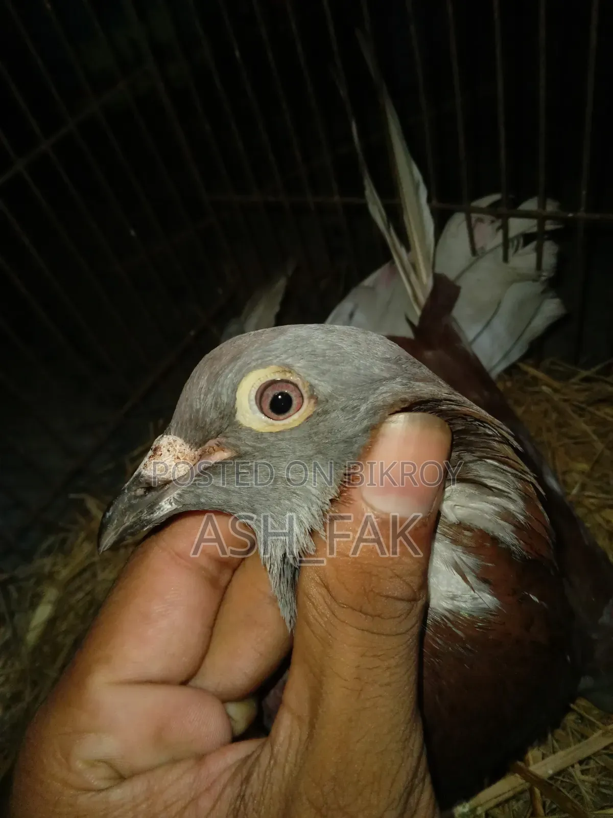 বিক্রয় হবে রেড চেকার পিজন