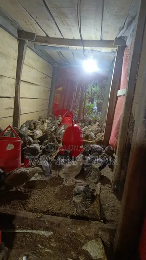রানিং ডিম পাড়া কোয়েল পাখি