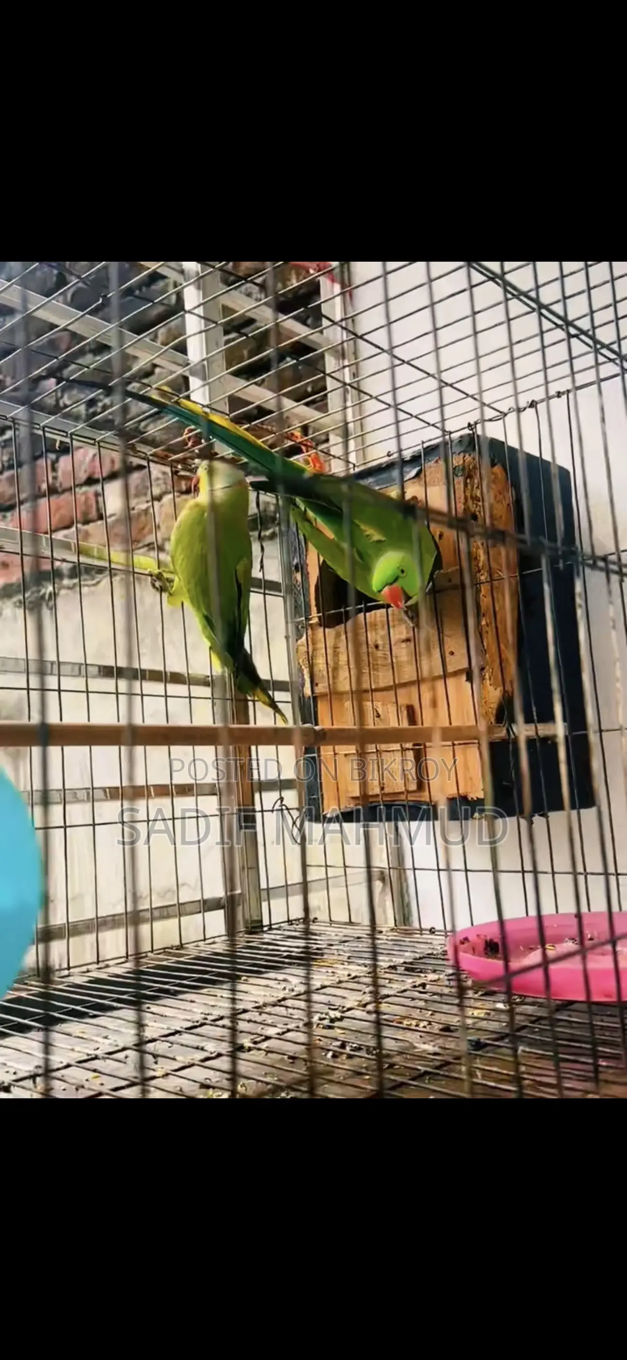 Pair of Parrots