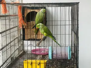Pair of Parrots