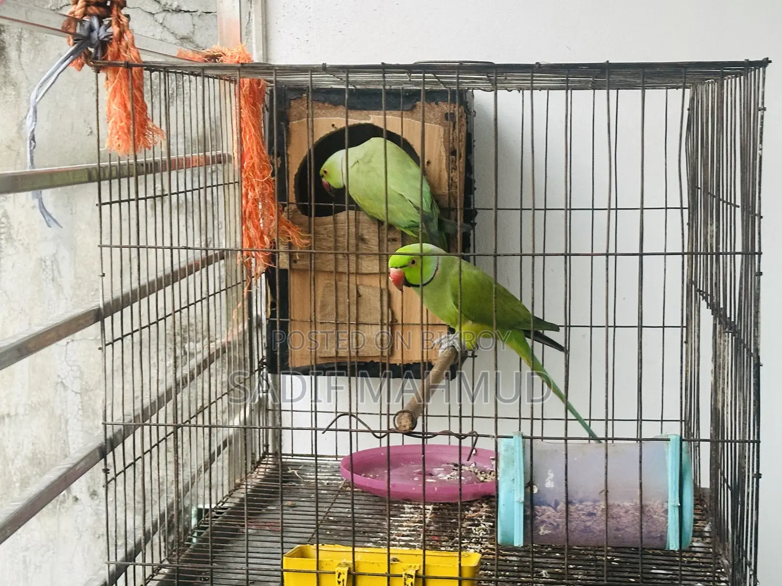 Pair of Parrots