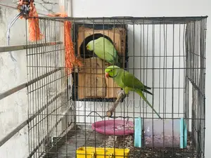 Pair of Parrots
