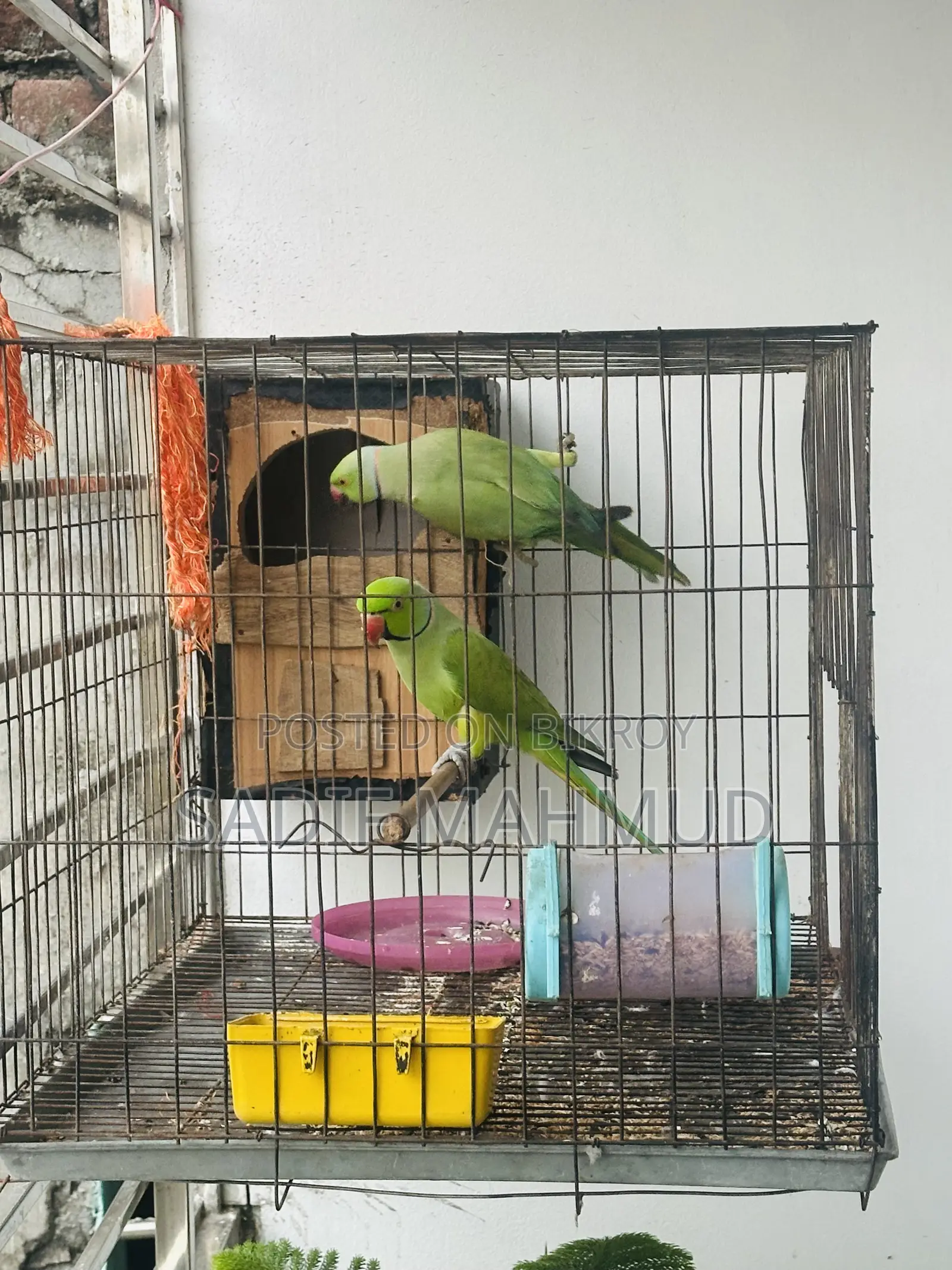 Pair of Parrots