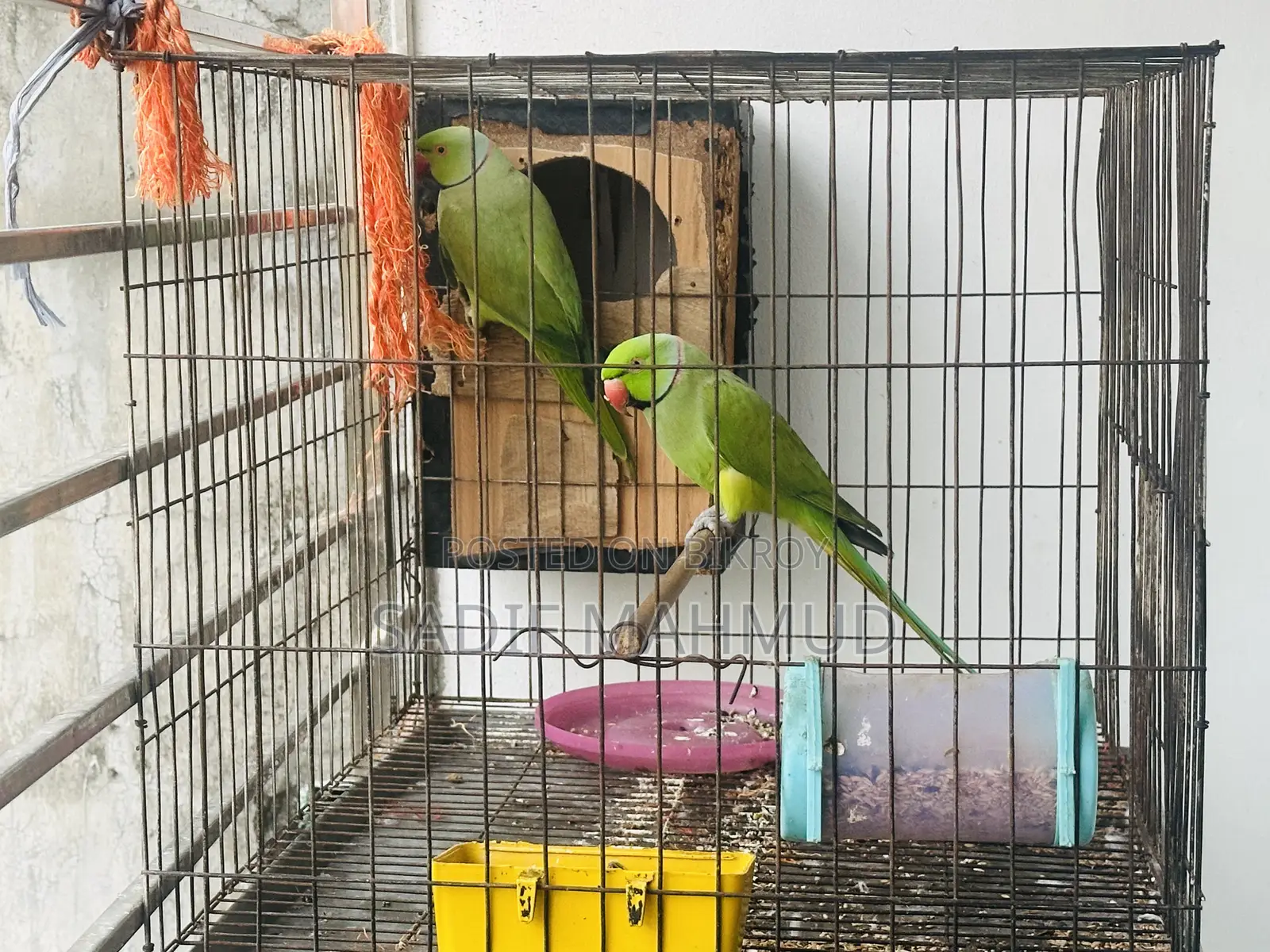 Pair of Parrots