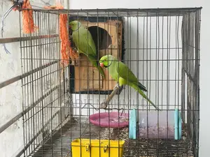 Pair of Parrots