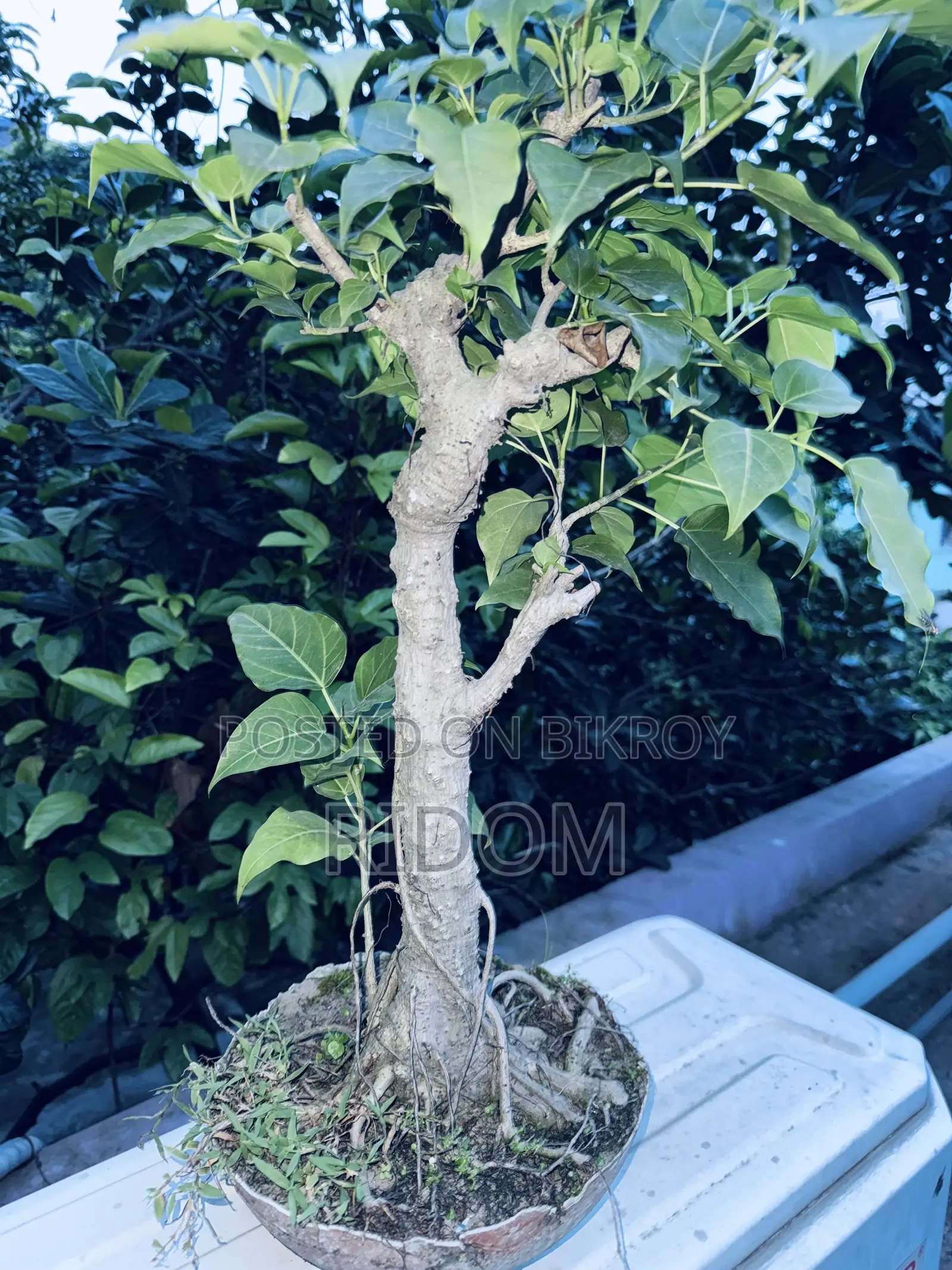 Bonsai Tree