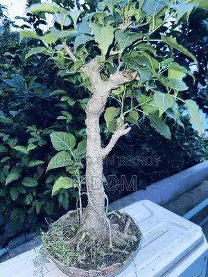 বনসাই গাছ