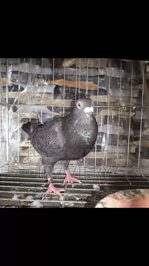 Racing Homing Pigeon