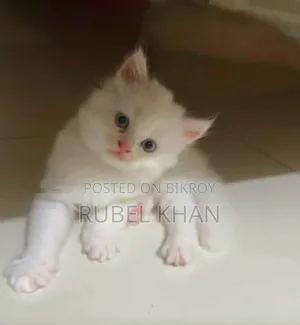 1-3 Months Female Purebred Persian Kitten