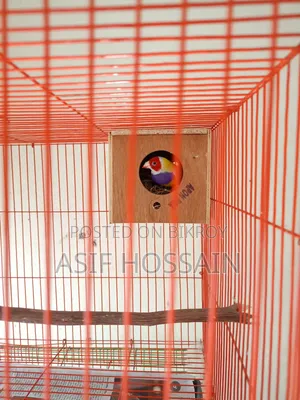 Gouldian Finch New Adult Pair Full Tame Cockatiel Baby